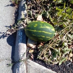 Meet your Posher, Tonya